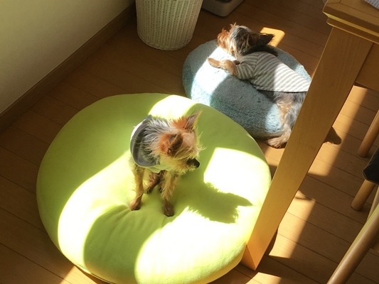 OYz[ 2016-04-05-4.jpg